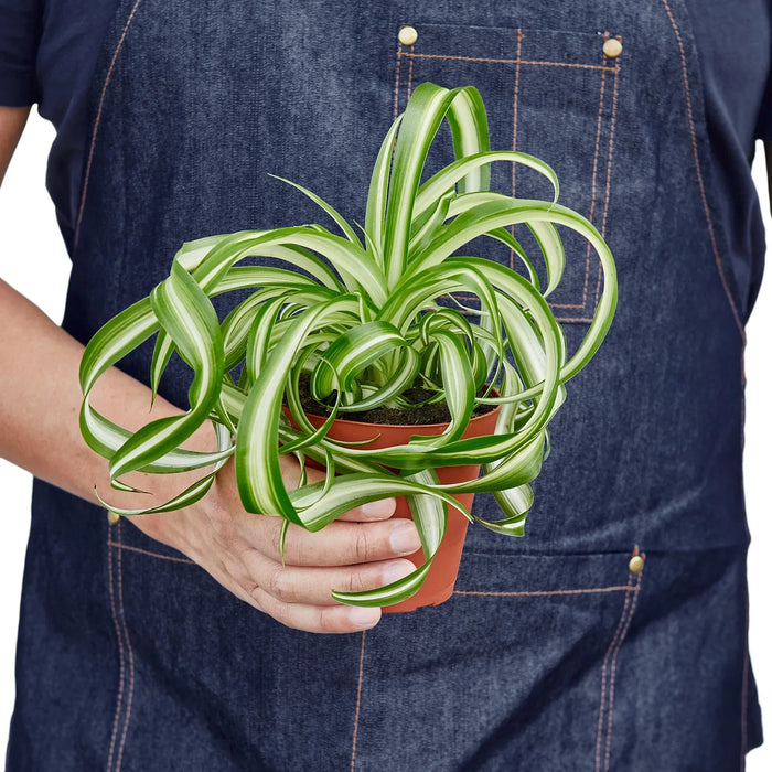 spider plant pup Spider Plant 'Bonnie' — HeatPackUSA