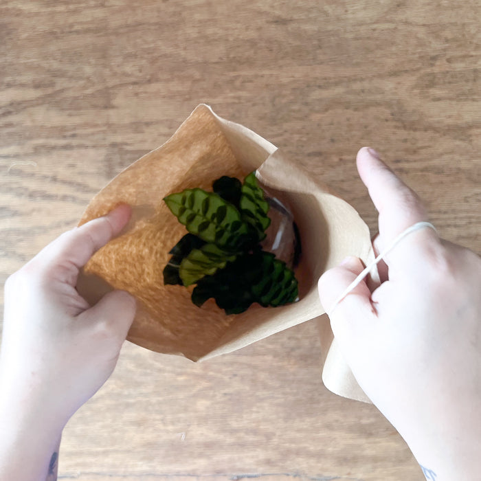 paper sleeves for potted plants 10" Paper Sleeve | Kraft Paper Sleeve | Plant Shipping Sleeve